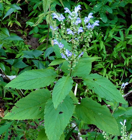 {Scutellaria incana var. punctata}